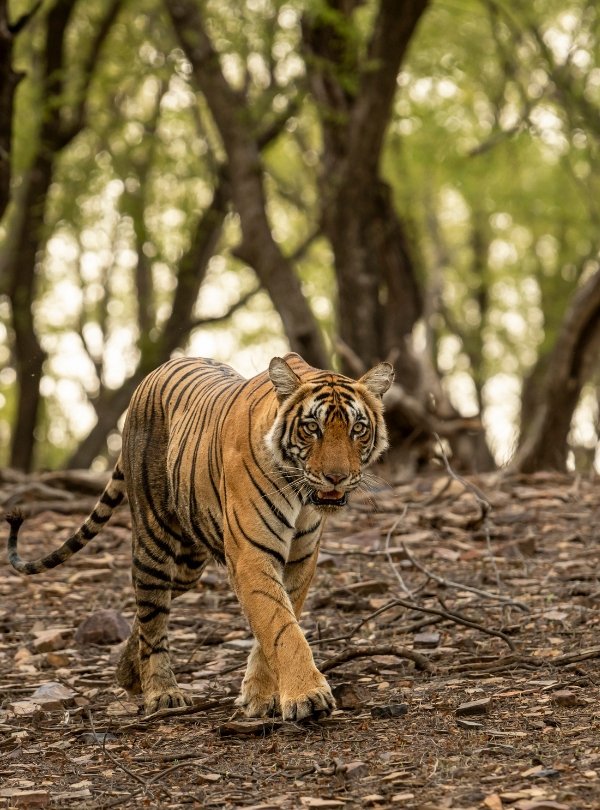 Untitled design (72)